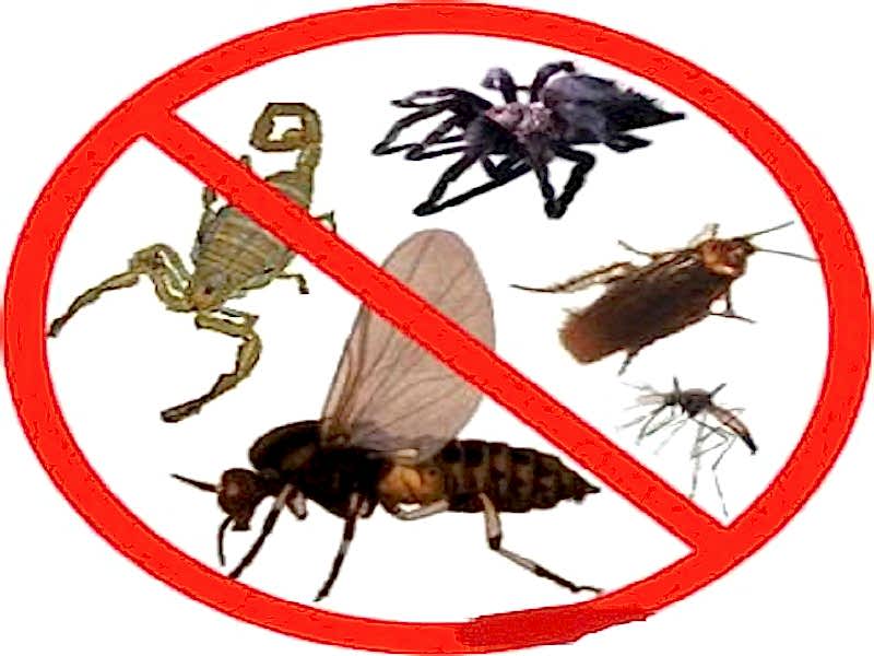 Böcek Barındırmaz