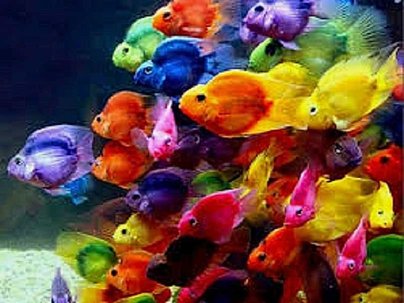 Renk Değişmez. Solmaz